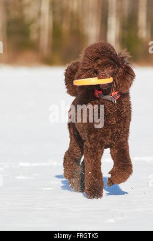 Pudel im Winter mit einem Spielzeug spielen. Stockfoto