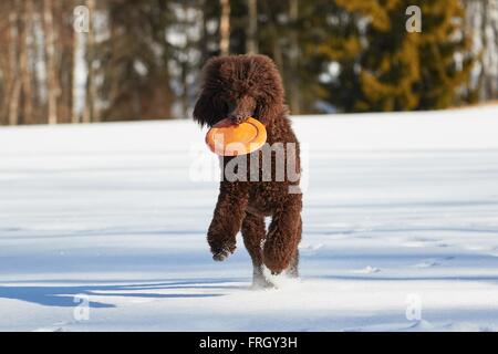Großpudel läuft mit einem Spielzeug im Schnee im Winter. Stockfoto