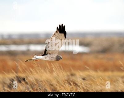 Einen männlichen Northern Harrier Jagd über die Wiesen im Winter im Seedskadee National Wildlife Refuge 13. März 2016 in Sweetwater County, Wyoming. Stockfoto