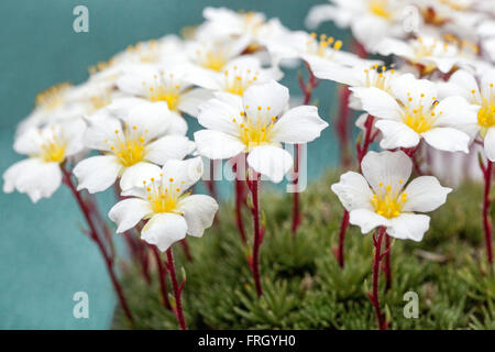 Saxifraga burseriana Weiße Blumen Alpensaxifrage Stockfoto