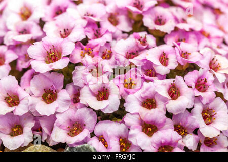 Saxifraga 'Sissi' Alpensaxifage Stockfoto