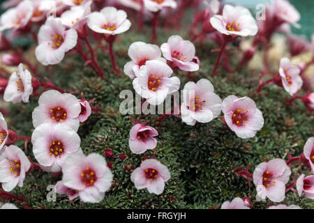 Moosige Saxifraga megaeaeflora 'Bohdalec' Altsaxifage Stockfoto