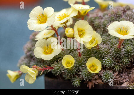 Saxifraga boydii 'Faldonside' Alpensaxifage Stockfoto