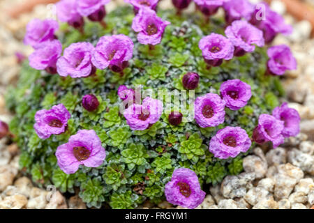 Saxifraga ludlovii Alpine Saxifrage kleine mossige, lila Pflanzen Stockfoto