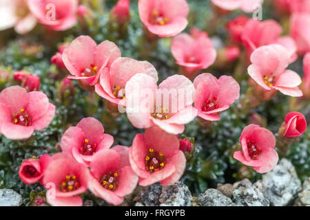 Saxifraga 'Amberine' Alp-Saxifrage Stockfoto