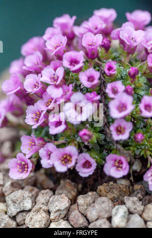 Saxifraga 'Gerald Phillip' Altsaxifage Stockfoto