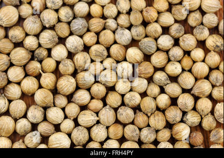 Koriandersamen, Coriandrum Sativum, genannt auch Pak Chee, Koriander und chinesische Petersilie. Stockfoto