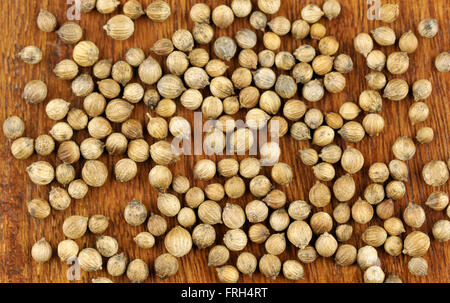 Koriandersamen, Coriandrum Sativum, genannt auch Pak Chee, Koriander und chinesische Petersilie. Stockfoto