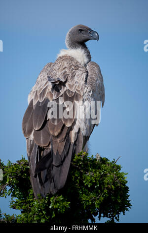 Weißrückenspecht Geier in Masai Mara Nationalpark Stockfoto