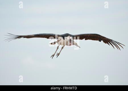 Marabou Storch in Masai Mara National Park in Kenia Stockfoto