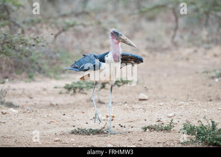 Marabou Storch in Masai Mara National Park in Kenia Stockfoto