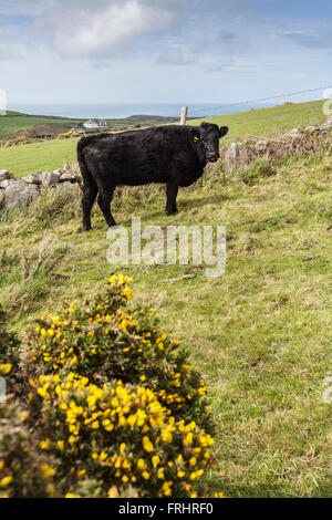 Welsh Black Rinder. Stockfoto