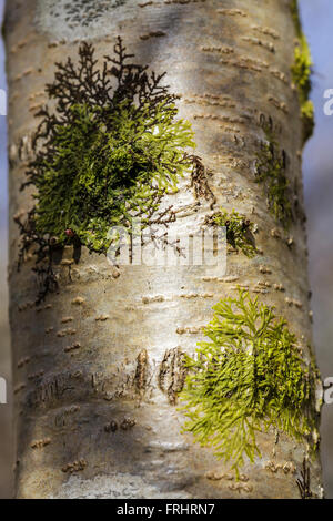 Silver Birch Baumstamm in Moos bedeckt. Stockfoto