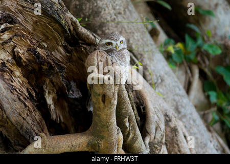 Rotflügel Zwergohreule Eule auf einem Ast in Kanha National Park, Indien. Wissenschaftlicher Name Otus Lettia Stockfoto