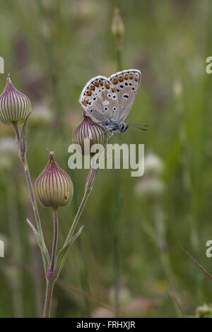 Blaue Argus, Aricia Anteros, Unterseite Stockfoto