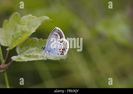 Idas blau, Plebejus Idas, Männlich Stockfoto