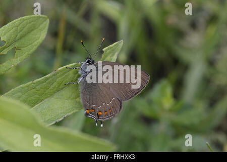 Ilex-Zipfelfalter, Satyrium ilicis Stockfoto