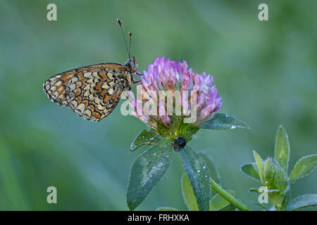 Flockenblume Fritillary, Melitaea Phoebe, an der ersten Ampel Stockfoto