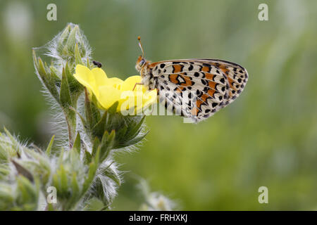 Lesser Spotted Fritillary, Melitaea Trivia, Unterseite Stockfoto