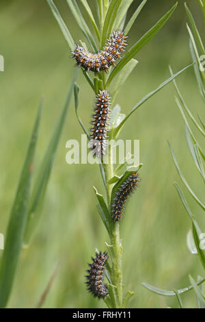 Gefleckte Fritillary, Melitaea Phoebe, Raupen Stockfoto