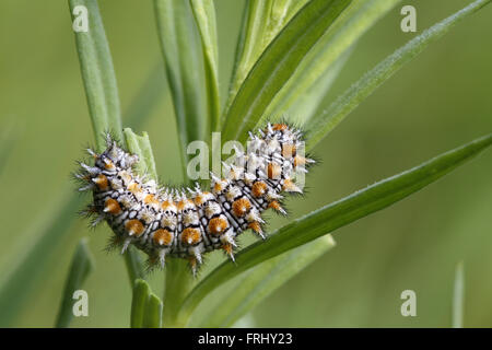 Gefleckte Fritillary, Melitaea Phoebe, Raupe Stockfoto