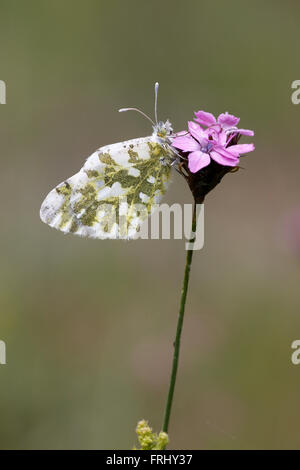 Östliche gefleckte weiß, Euchloe aunsonia Stockfoto
