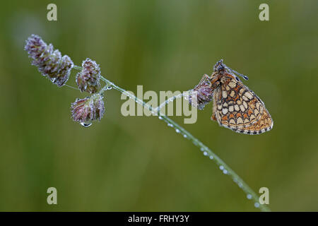 Heide Fritillary, Melitaea Athalia, im Morgengrauen, bedeckt in Tautropfen Stockfoto