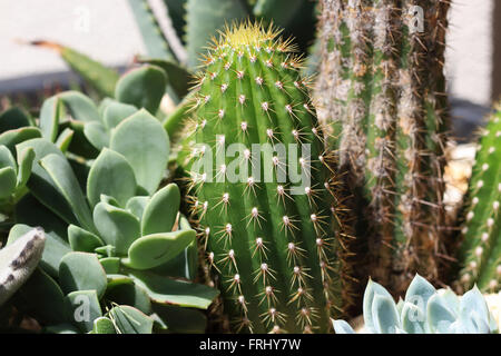 Echinopsis Spachiana, goldene Fackel, weiße Fackel Kaktus, goldene Spalte, Trichocereus spachianus Stockfoto