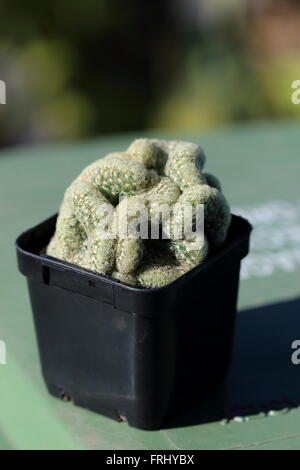 Mammillaria Elongata Cristata oder bekannt als Gehirn-Kaktus Stockfoto