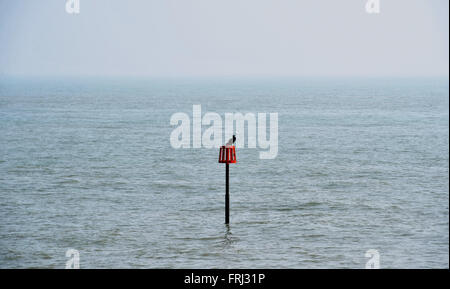 Ein Kormoran thront auf einem Marker Pfosten vor dem Strand in Eastbourne East Sussex UK Stockfoto