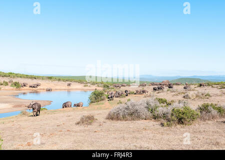 Eine Herde afrikanischer Büffel und ein einsamer Elefant im Gwarrie Pan in Addo Elephant National Park of South Africa Stockfoto