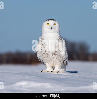 Schneeeule Stockfoto