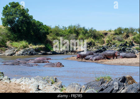 Nilpferde am Mara Fluss Stockfoto