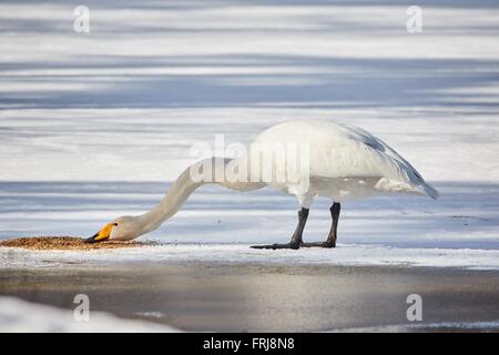 Singschwan (Cygnus Cycnus) stehen und Essen auf dem Eis eines gefrorenen Sees in Finnland im Winter. Schönen späten Nachmittag sunl Stockfoto