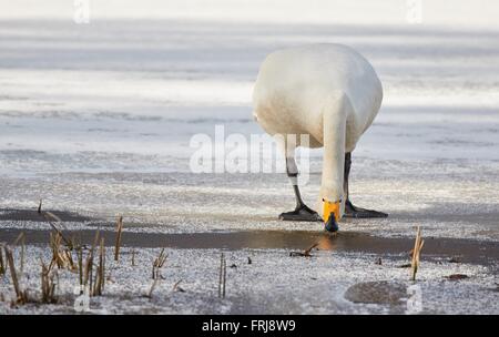 Whooper Schwan (Cygnus Cycnus) stehen und Trinkwasser am Rande das Eis eines gefrorenen Sees in Finnland im Winter. Schöne Stockfoto