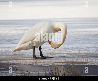 Singschwan (Cygnus Cycnus) stehen und scratchin selbst auf dem Eis eines gefrorenen Sees in Finnland. Stockfoto