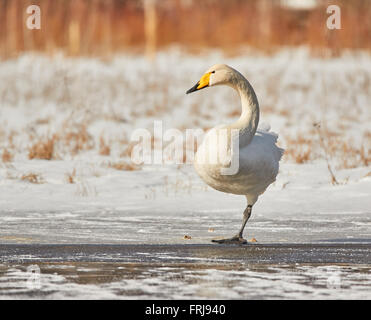 Whooper Schwan (Cygnus Cycnus) auf einem Bein stehen auf dem Eis eines gefrorenen Sees in Finnland im Winter. Das Wetter ist sonnig und kalt. Stockfoto