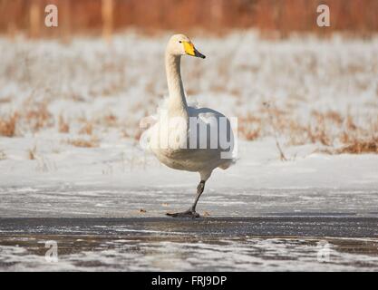 Whooper Schwan (Cygnus Cycnus) auf einem Bein stehen auf dem Eis eines gefrorenen Sees in Finnland im Winter. Das Wetter ist sonnig und kalt. Stockfoto