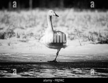 Whooper Schwan (Cygnus Cycnus) auf einem Bein stehen auf dem Eis eines gefrorenen Sees in Finnland im Winter. Das Wetter ist sonnig und kalt. Stockfoto