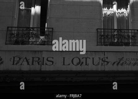 langhaarige Chihuahua, Rue Lamarc, Paris Stockfoto