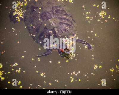 Rot-Eared Slider Schildkröten in Turtle Pond, Central Park, New York City, USA. Stockfoto