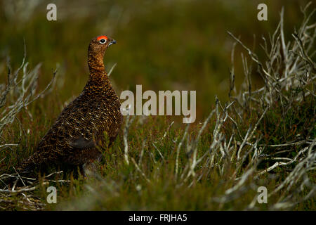 Männliche Moorschneehuhn (Lagopus Scotica). Stockfoto