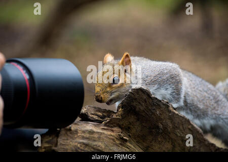 Östliche graue Eichhörnchen (Sciurus Carolinensis) auf der Suche nach unten The Objektiv Of A Kamera Stockfoto