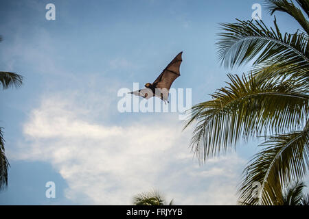 Mauritius-Fledermaus Stockfoto