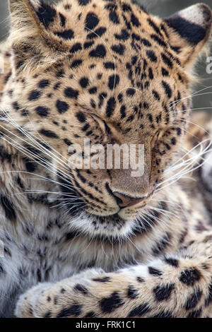 Weibliche Amur Leoparden schauen schläfrig (Nahaufnahme) Stockfoto