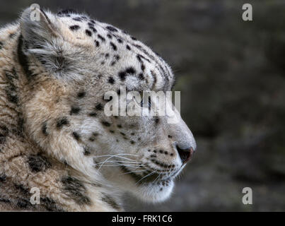 Weibliche Schneeleopard (Profil) Stockfoto