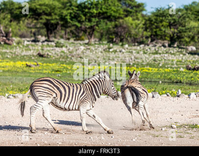Zwei wilde Burchell-Zebras, Equus Quagga Burchellii jagen; Etosha Nationalpark, Namibia, Südliches Afrika. Stockfoto