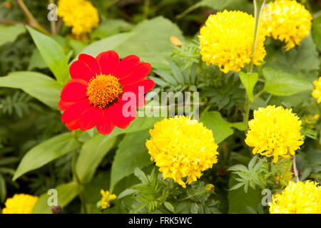 Mexikanische Sonnenblume Unkraut und Ringelblume in Blumen Pflanzen Stockfoto