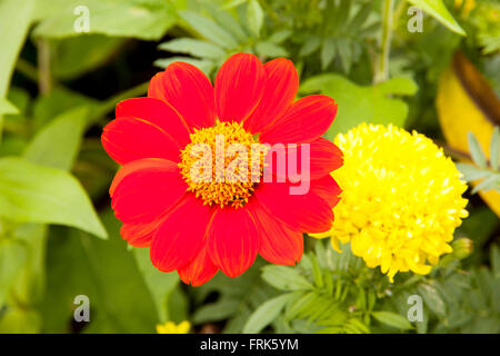 Mexikanische Sonnenblume Unkraut und Ringelblume in Blumen Pflanzen Stockfoto