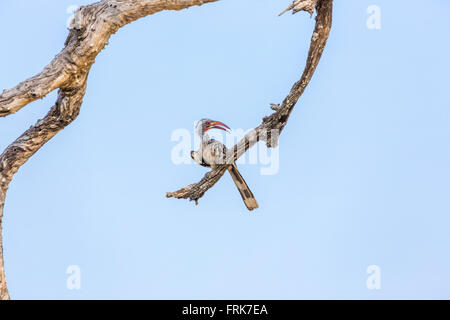 Northern Red-billed Hornbill (Tokus erythrorhynchus) auf einem Zweig vor blauem Himmel thront, Kalahari, Okavango Delta, Botswana, Afrika Stockfoto